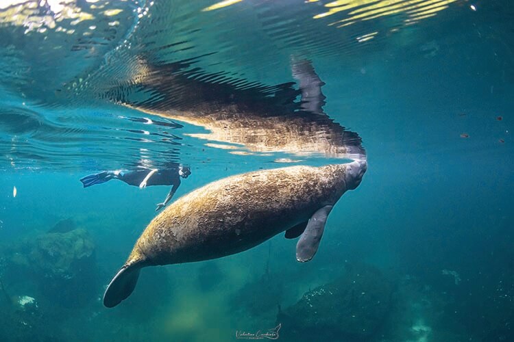 a manatee taking a breath with a snorkeller watching on