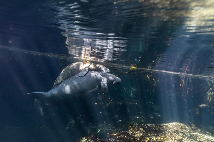 a female manatee with her calf on her back