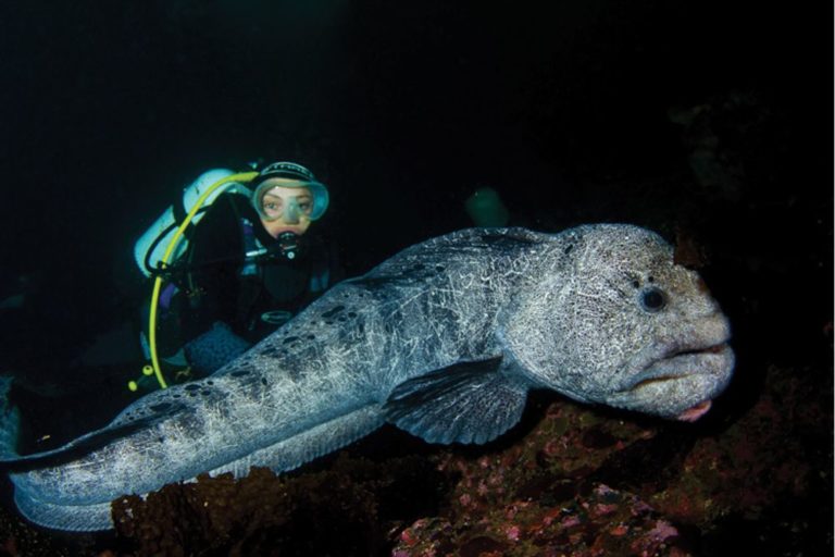 Diving Vancouver Island: bigger, better, faster, meaner - DIVE Magazine