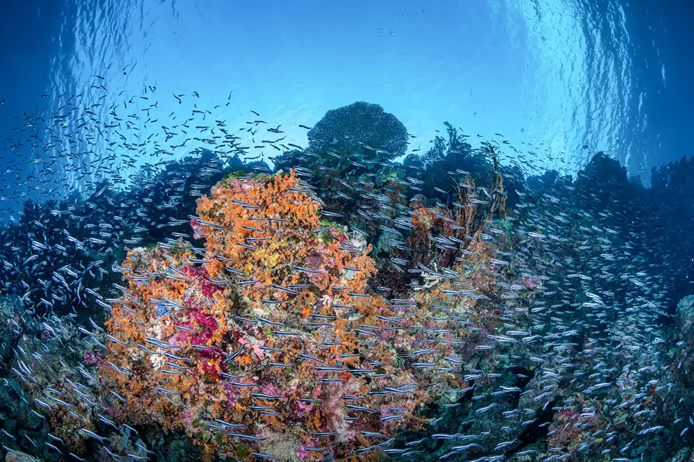 Juvenile convict blennies schooling around a coral outcrop on Wakatobi’s House Reef