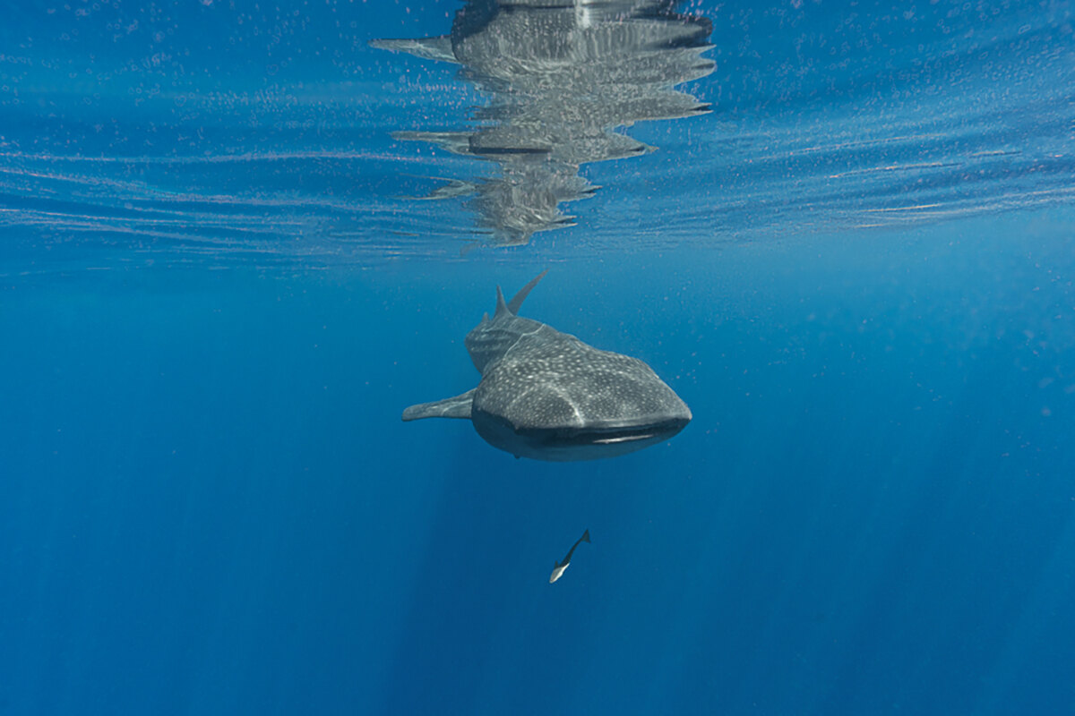 A whale shark near the oceans surface in clear blue water, maldives