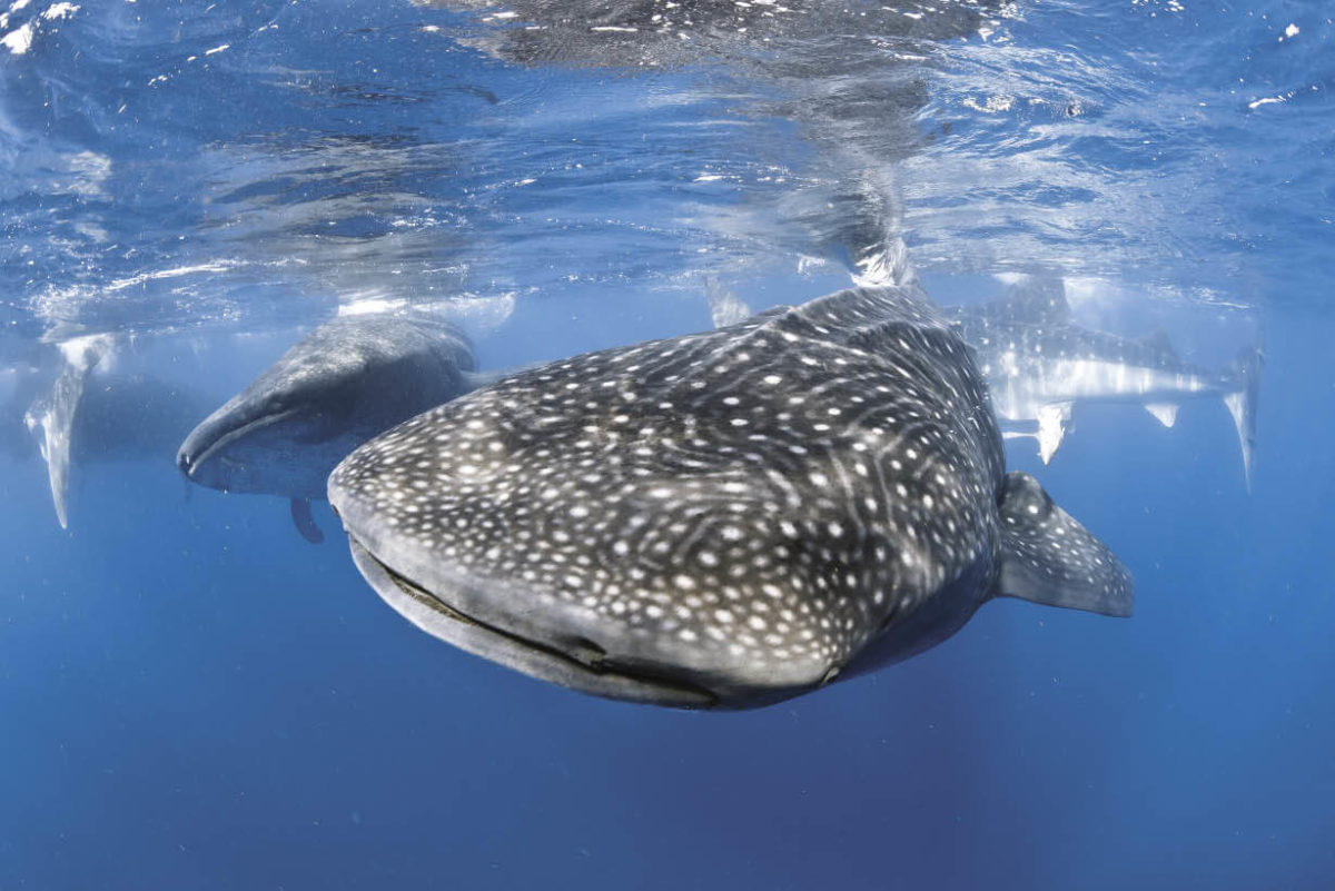 two whale sharks in isla holbox, mexico