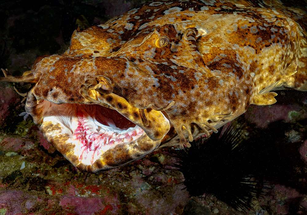 wobbegong