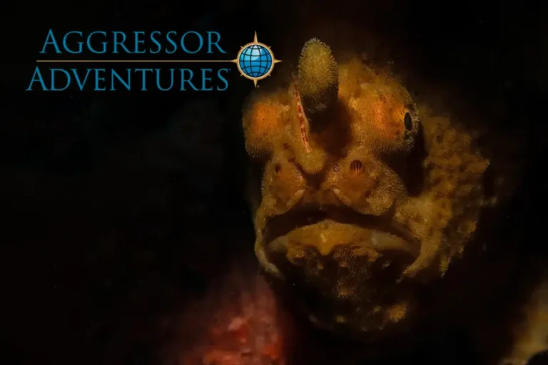 Diving Coral Triangle diversity with the Philippines Aggressor