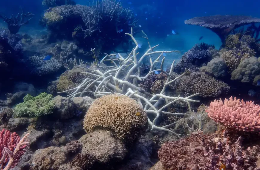 GBR coral cover remains high despite repeated bleaching events