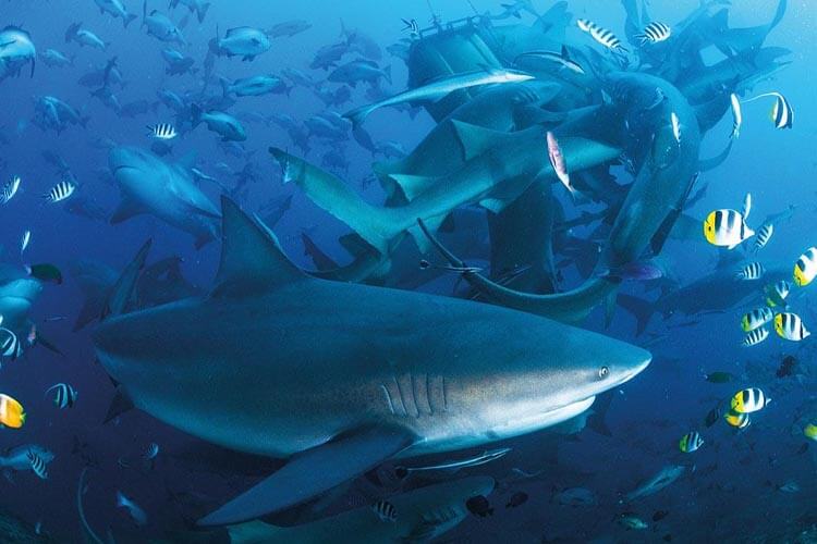 Fiji’s Pacific shark-feeding boom