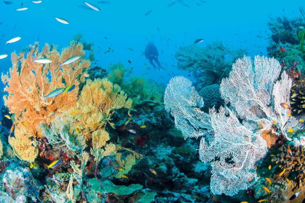 scuba diving seychelles island reef