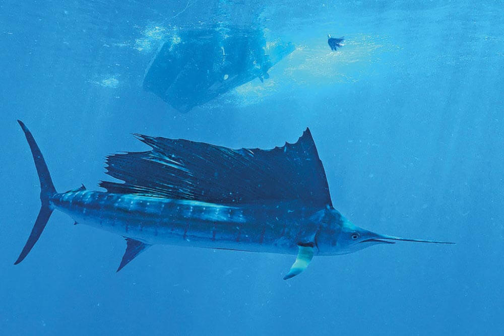 sailfish alphonse island