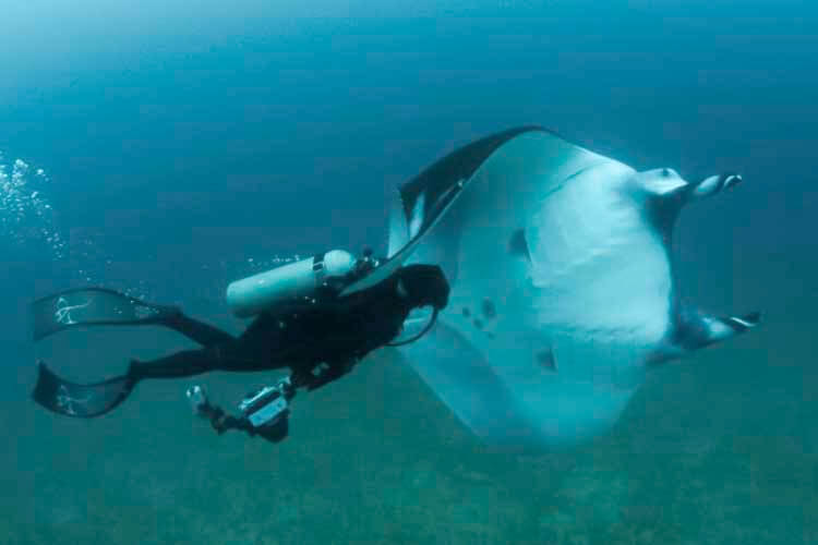 dr andrea marshall swimming with a friendly oceanic manta ray