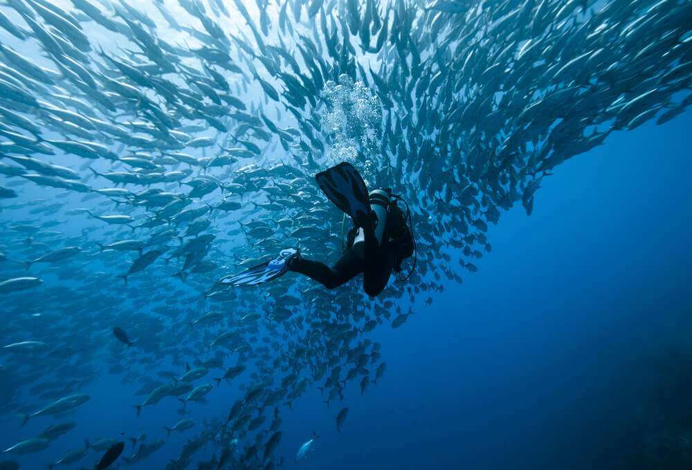 Diving with schooling fish-philippines