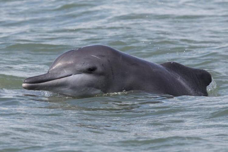 Atlantic humpback dolphin protected by US Endangered Species Act