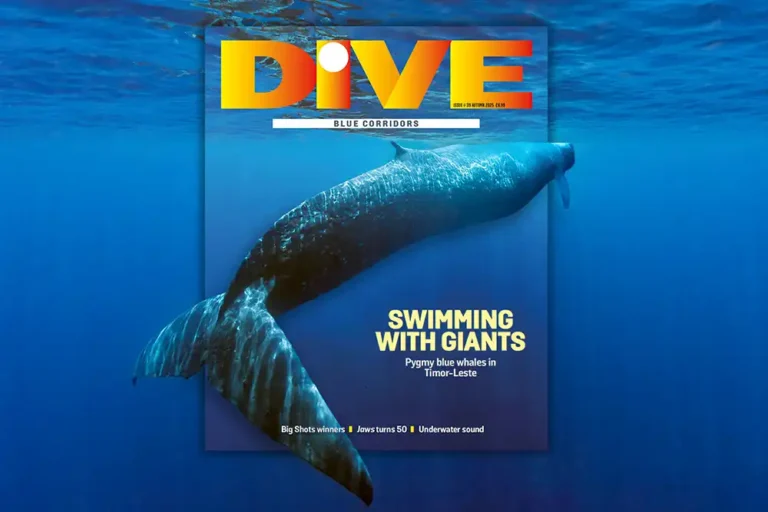 Order now! DIVE Autumn 2025 print issue preview