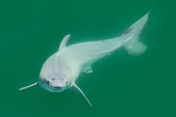 First ever recorded sighting of baby great white shark