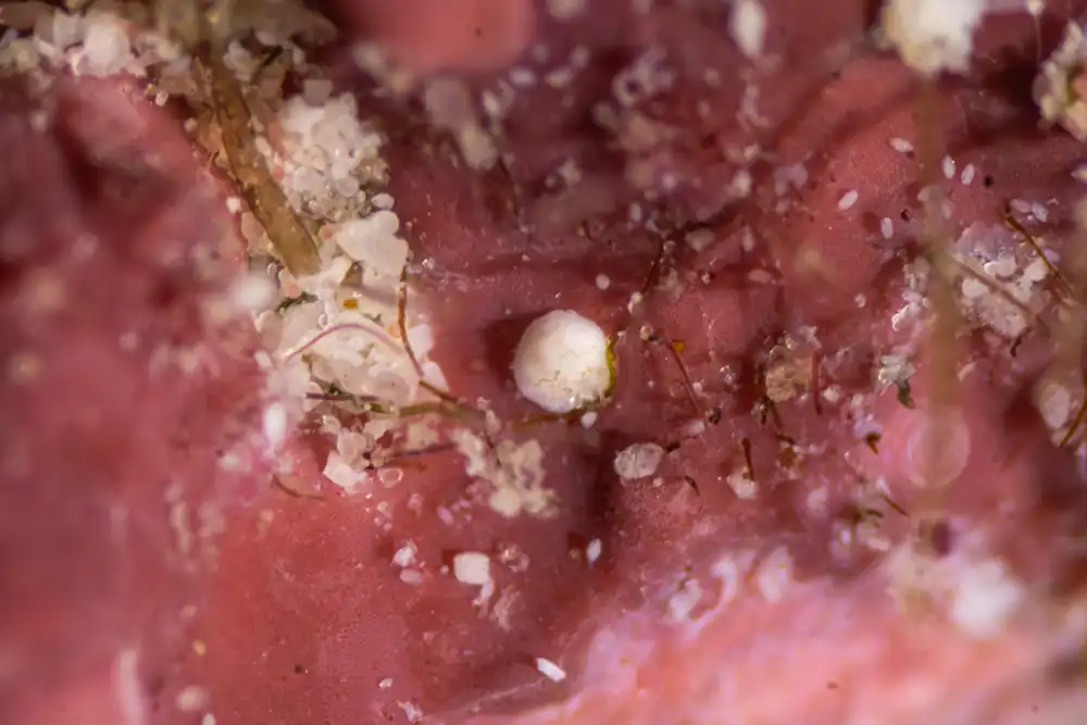 a tiny young coral attached to a material which helps it grow