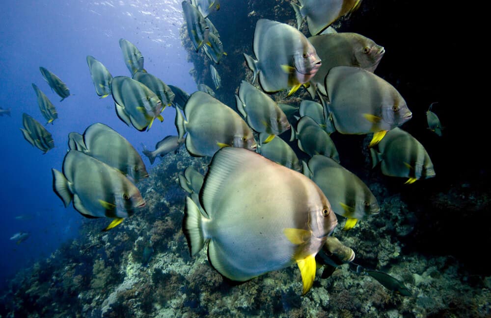 batfish at gotham city dive site in fiji