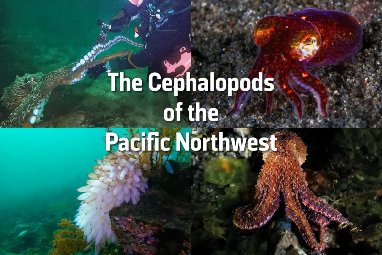 Cephalopods of the Pacific Northwest