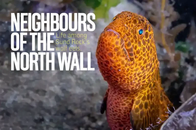 Neighbours of the North Wall – life among Sund Rock’s wolf eels