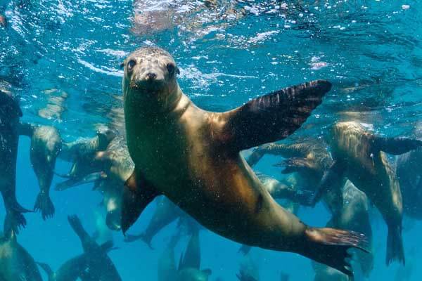 Eight of the best places to scuba dive in Mexico