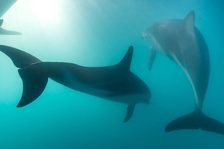 best new zealand diving with dolphins at Kaikōura