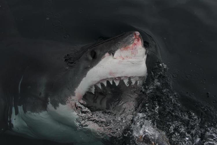 best new zealand diving bluff great white shark