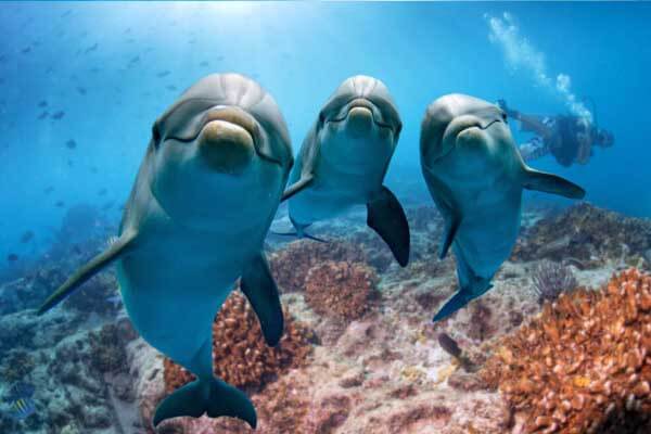 10 best places to swim with dolphins