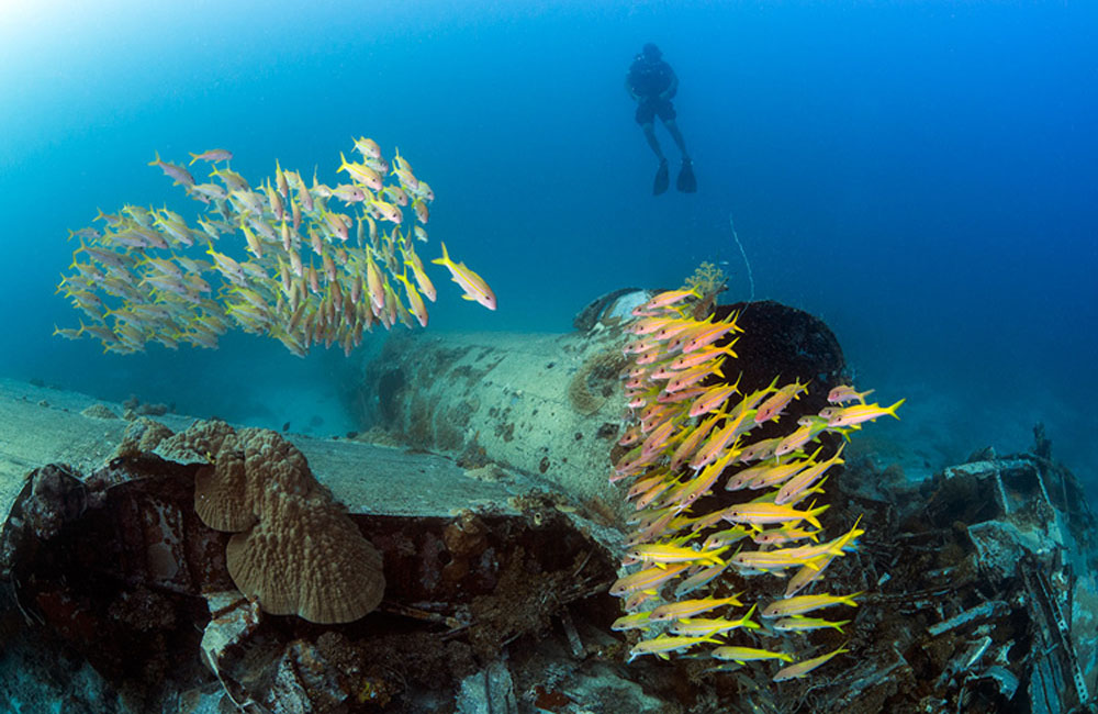 School of snapper above the wreckage of a Betty Bomber