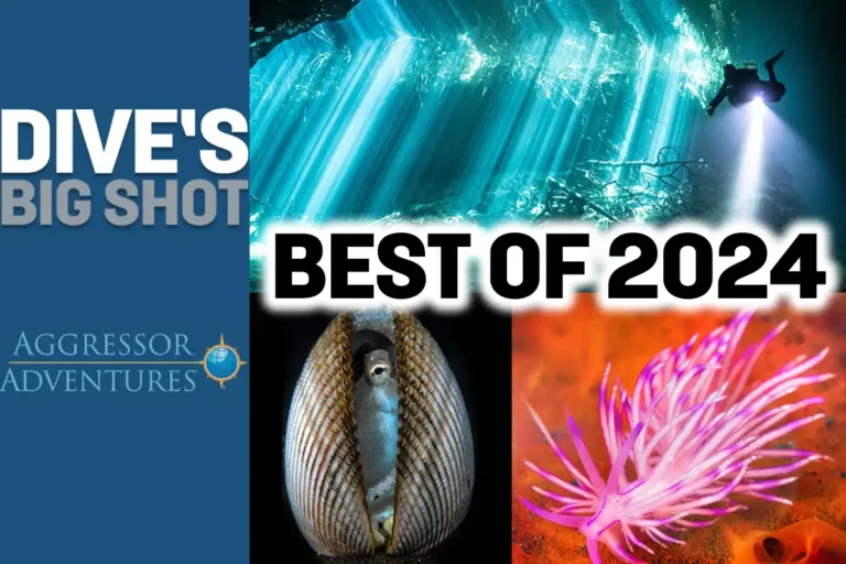 Best of DIVE’s Big Shots 2024