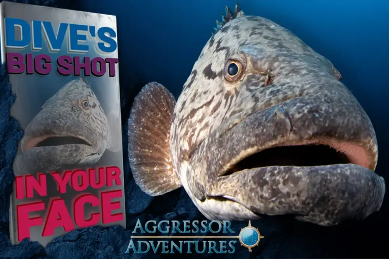 DIVE’s Big Shot In Your Face – win an Aggressor Adventures liveaboard trip