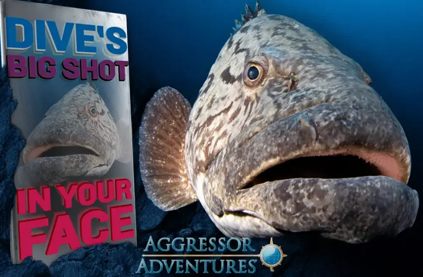 DIVE’s Big Shot In Your Face – win an Aggressor Adventures liveaboard trip