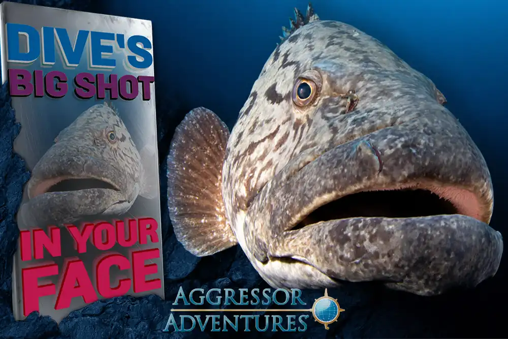 DIVE’s Big Shot In Your Face – win an Aggressor Adventures liveaboard&hellip;
