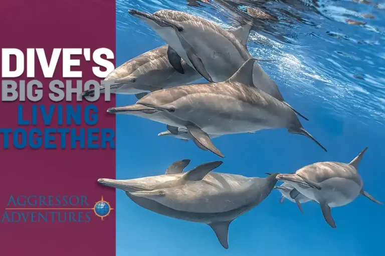 DIVE’s Big Shot Living Together – THE WINNERS!