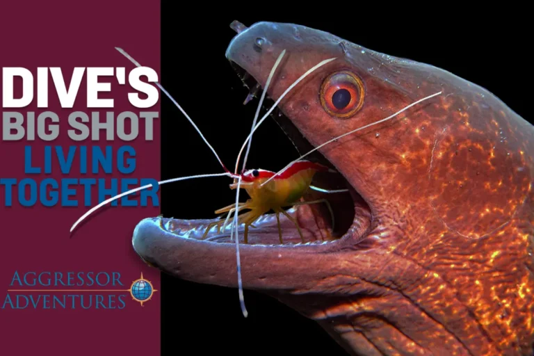 DIVE’s Big Shot Living Together – win a liveaboard trip to Raja Ampat