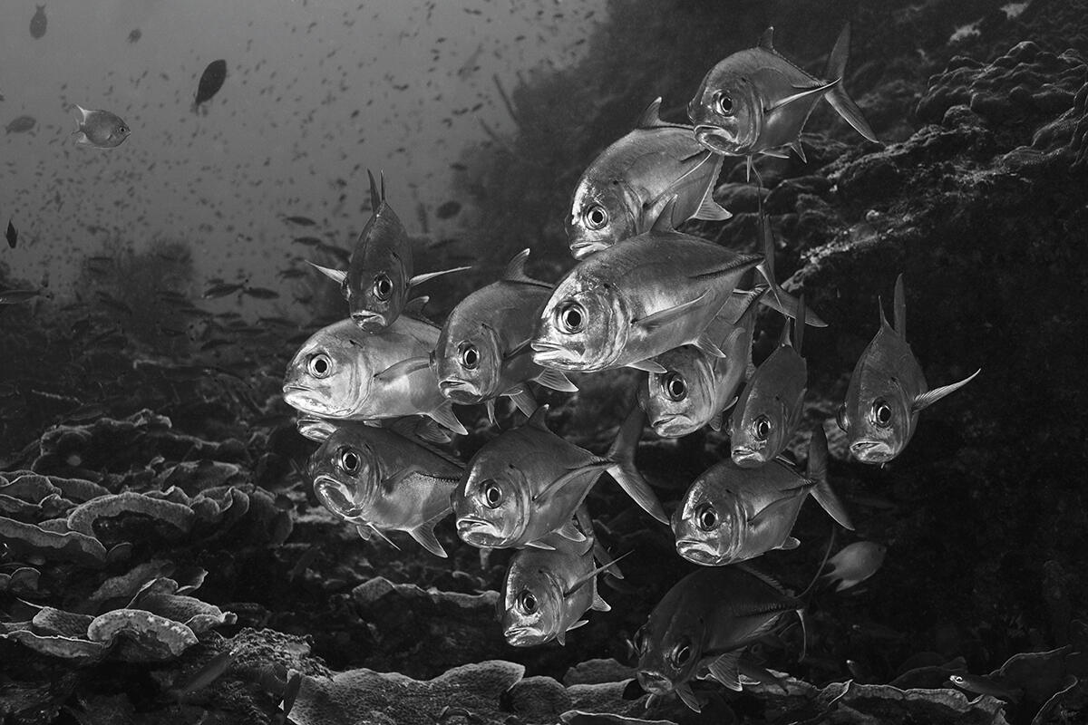 A black and white photo of a school of big eye trevally