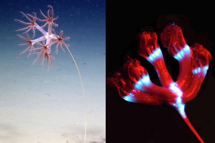 Un type de plume marine qui émet de la lumière à partir de la base de chaque polype