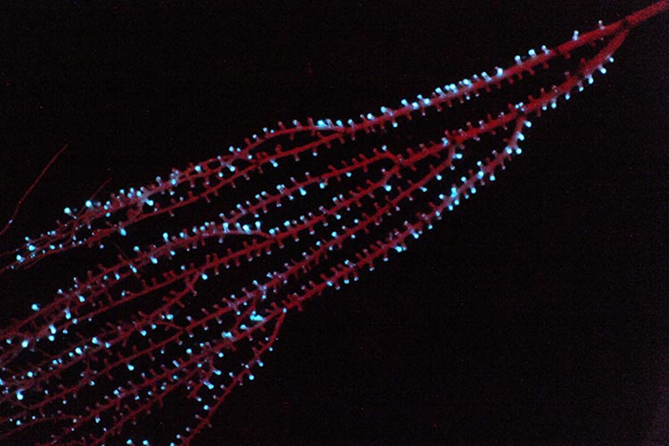 Des polypes bioluminescents illuminent les branches d'une espèce de corail bambou 