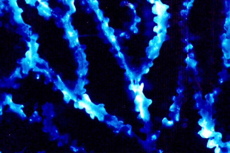 La bioluminiscencia se originó 300 millones de años antes de lo que se pensaba