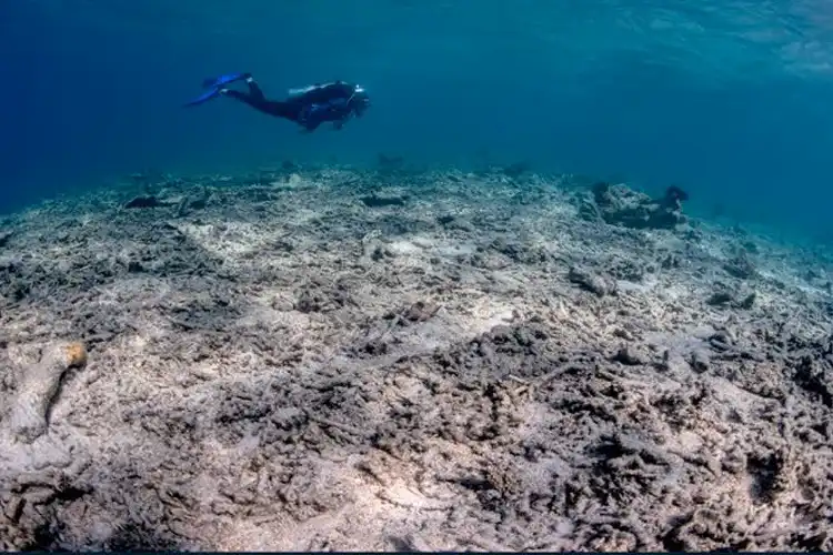 Study reveals horrific scale of Indonesian bomb fishing