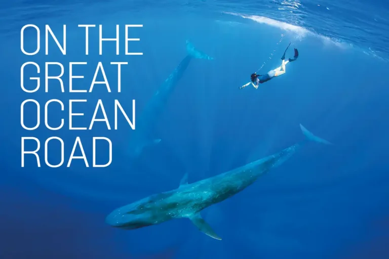 On the Great Ocean Road – the pygmy blue whales of Timor-Leste