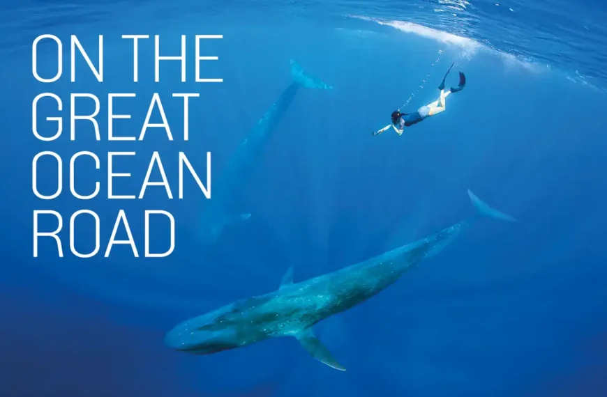 On the Great Ocean Road – the pygmy blue whales of Timor-Leste
