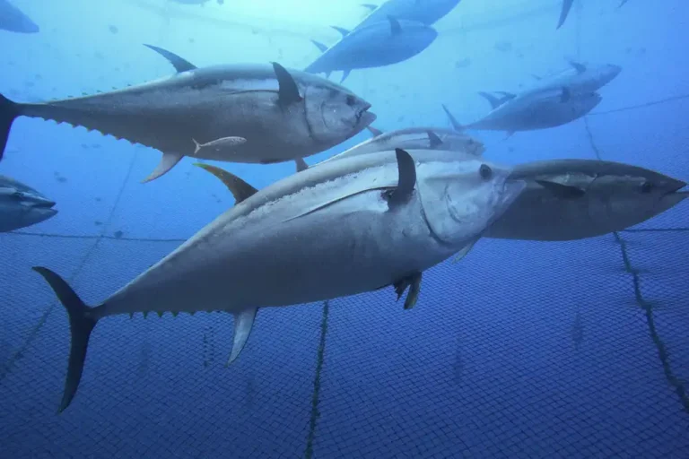 group of altantic bluefin tuna swimming inside a net off malta