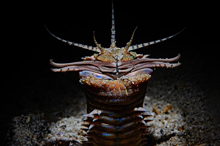 a bobbit worm photographed at night