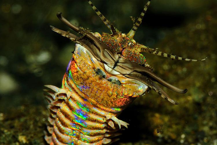 bobbit worm showing its colouring and bristles