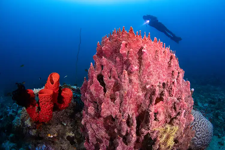 a scuba diver swims over one of Bolsels giant sponges