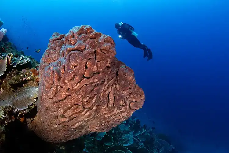 A diver floats above a Salvador Dali sponge (Petrosia lignosa), endemic to the Bolsel area