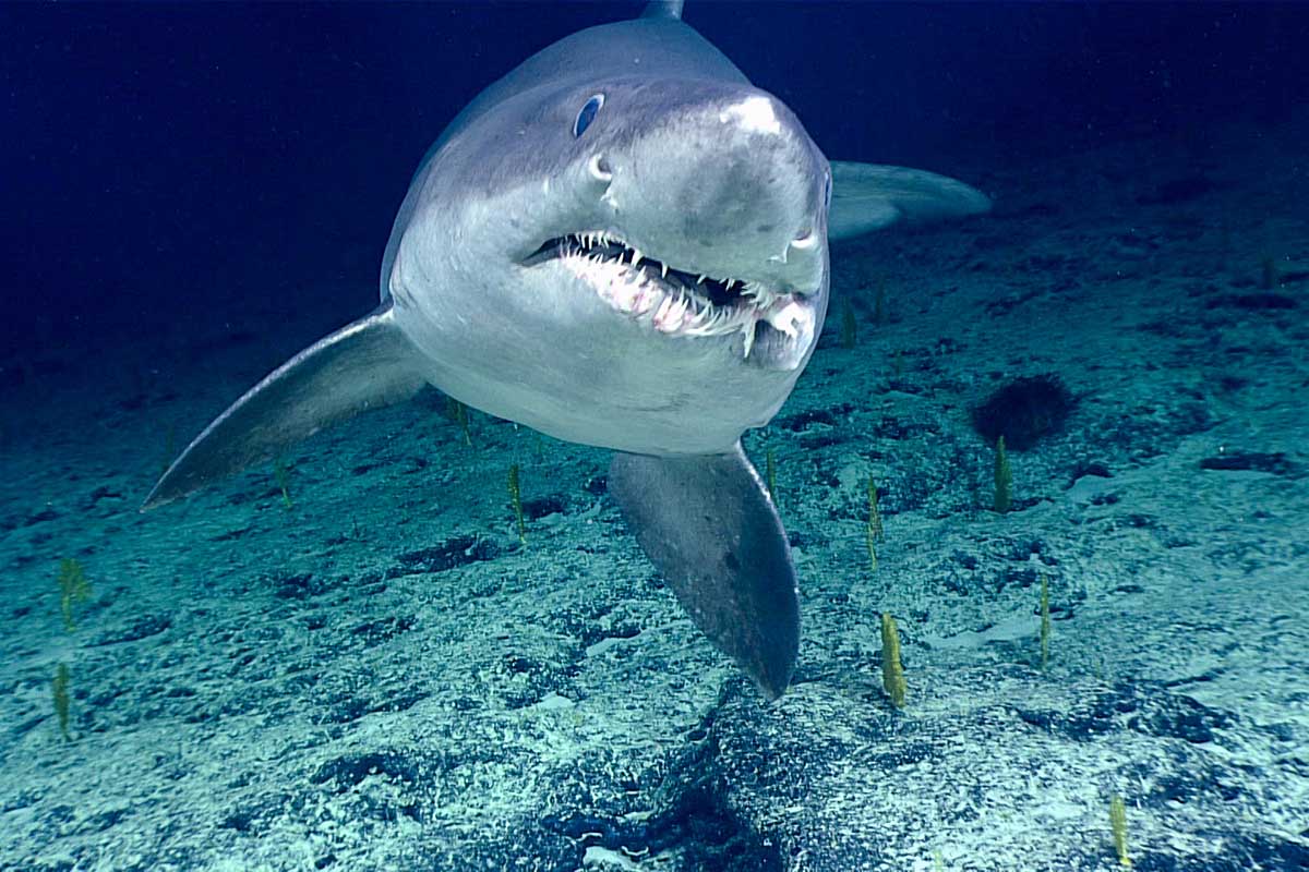 smalltooth sand tiger shark