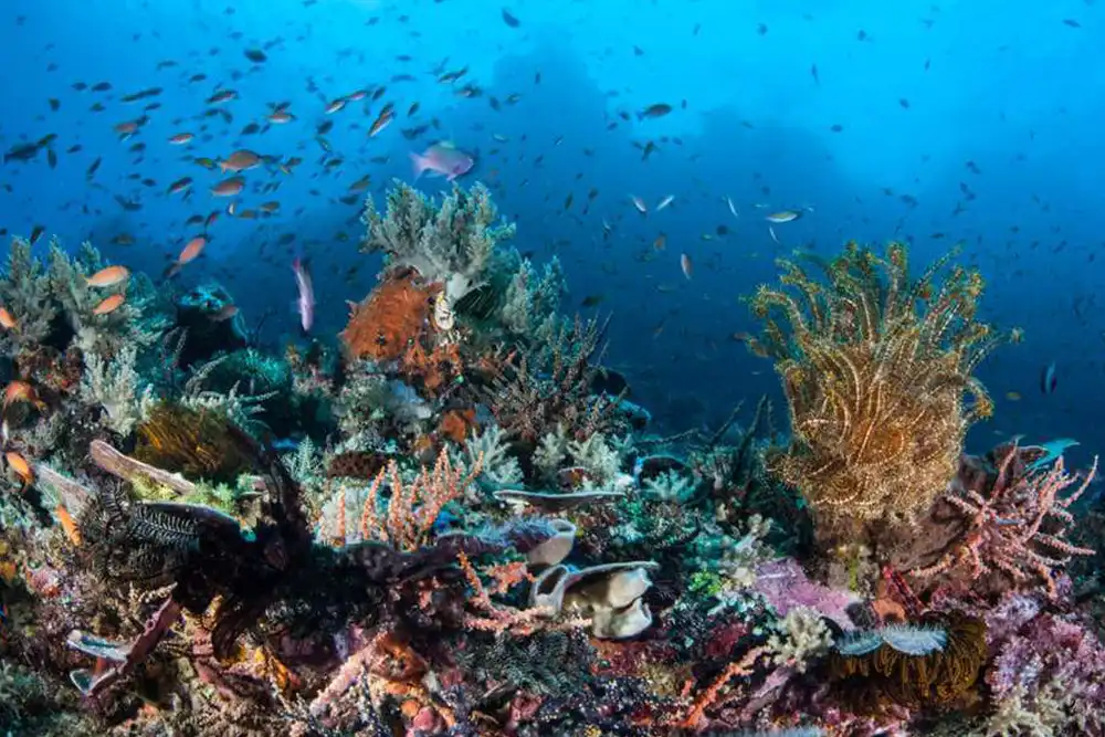 bunaken coral reef