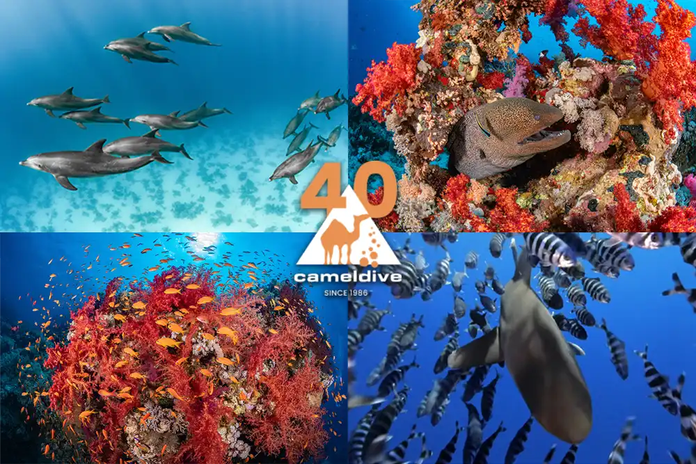 Camel Dive Club announces Underwater Stories from the Red Sea winners
