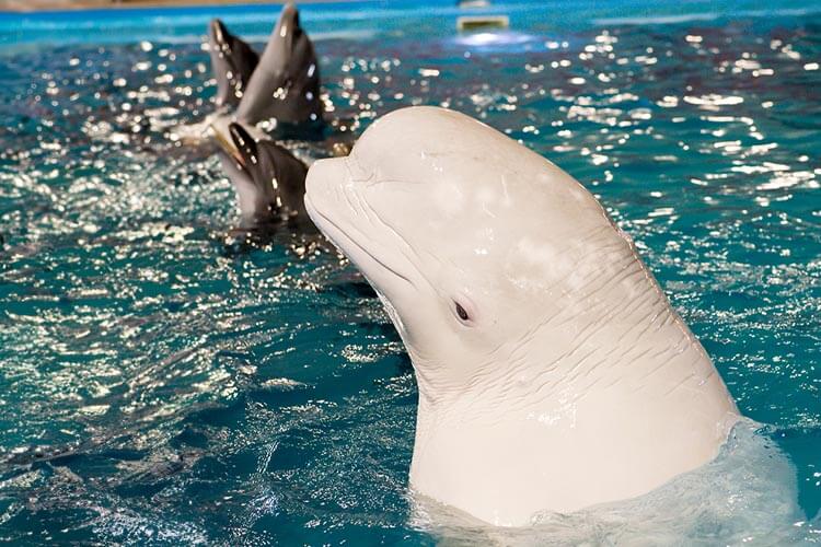 captive beluga whale and dolphins