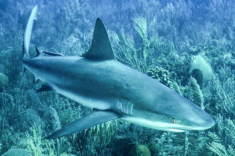 caribbean reef shark jardines de la reina