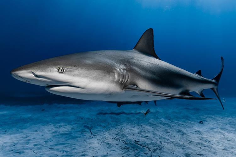 Low cancer rate in sharks comes with an evolutionary cost